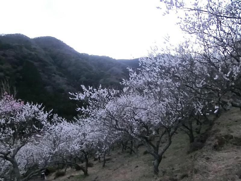 Yugawara Onsen Kawasegien Isuzu Hotel Atami  Εξωτερικό φωτογραφία